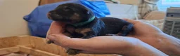 German Shepherd dogs for sale: Purebred Straight Backed German Shepherd Puppies - Advert 7