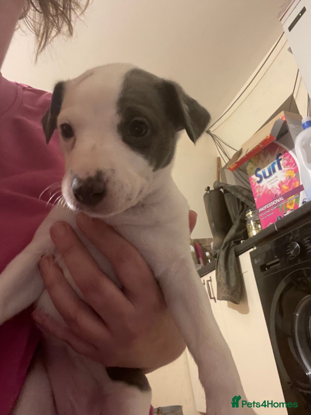 Whippet dogs for sale: Top quality whippet girl pups  - Advert 10