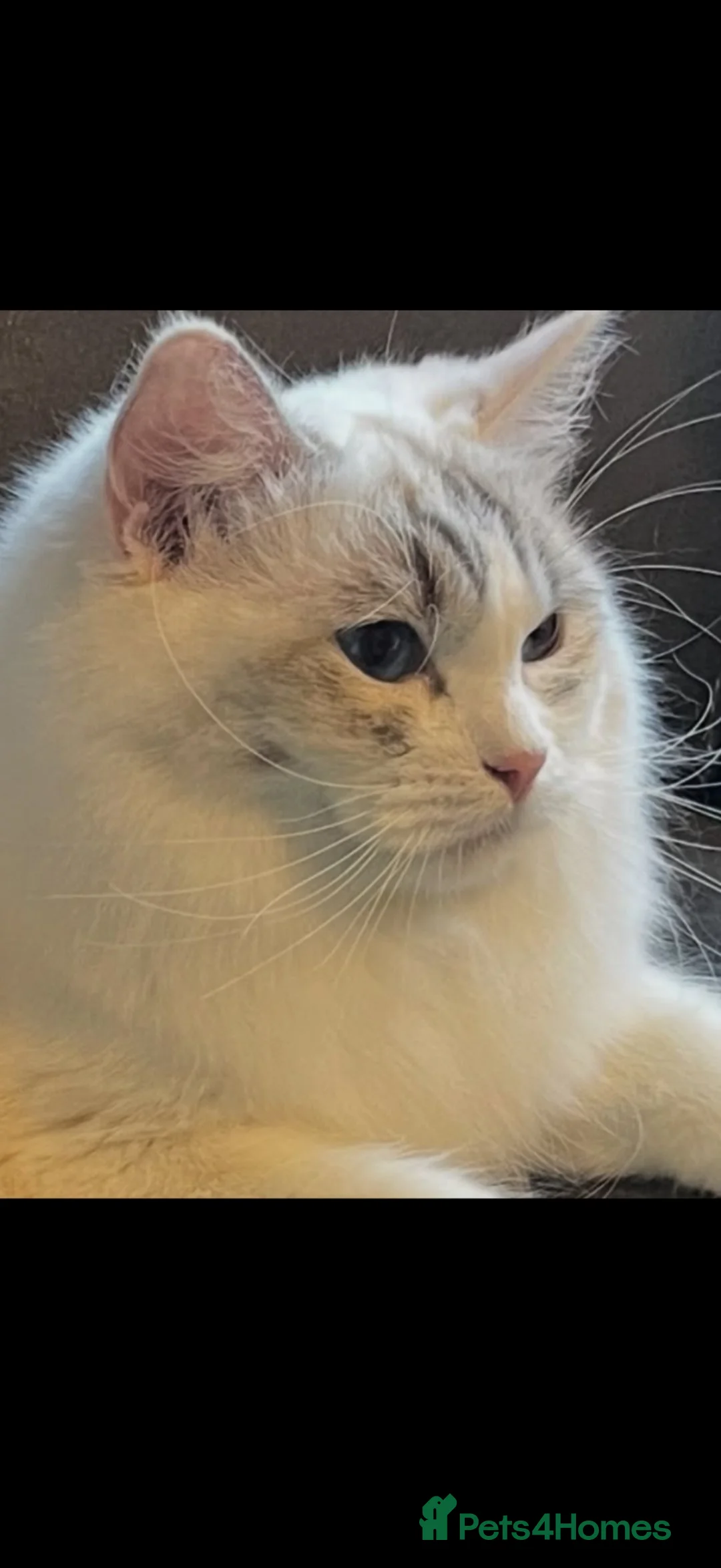 Ragdoll cats for sale: GCCF REGISTERED RETIRED GIRL  - Advert 2