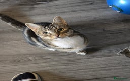 Mixed Breed cats for sale: Cat ******   - Image 1
