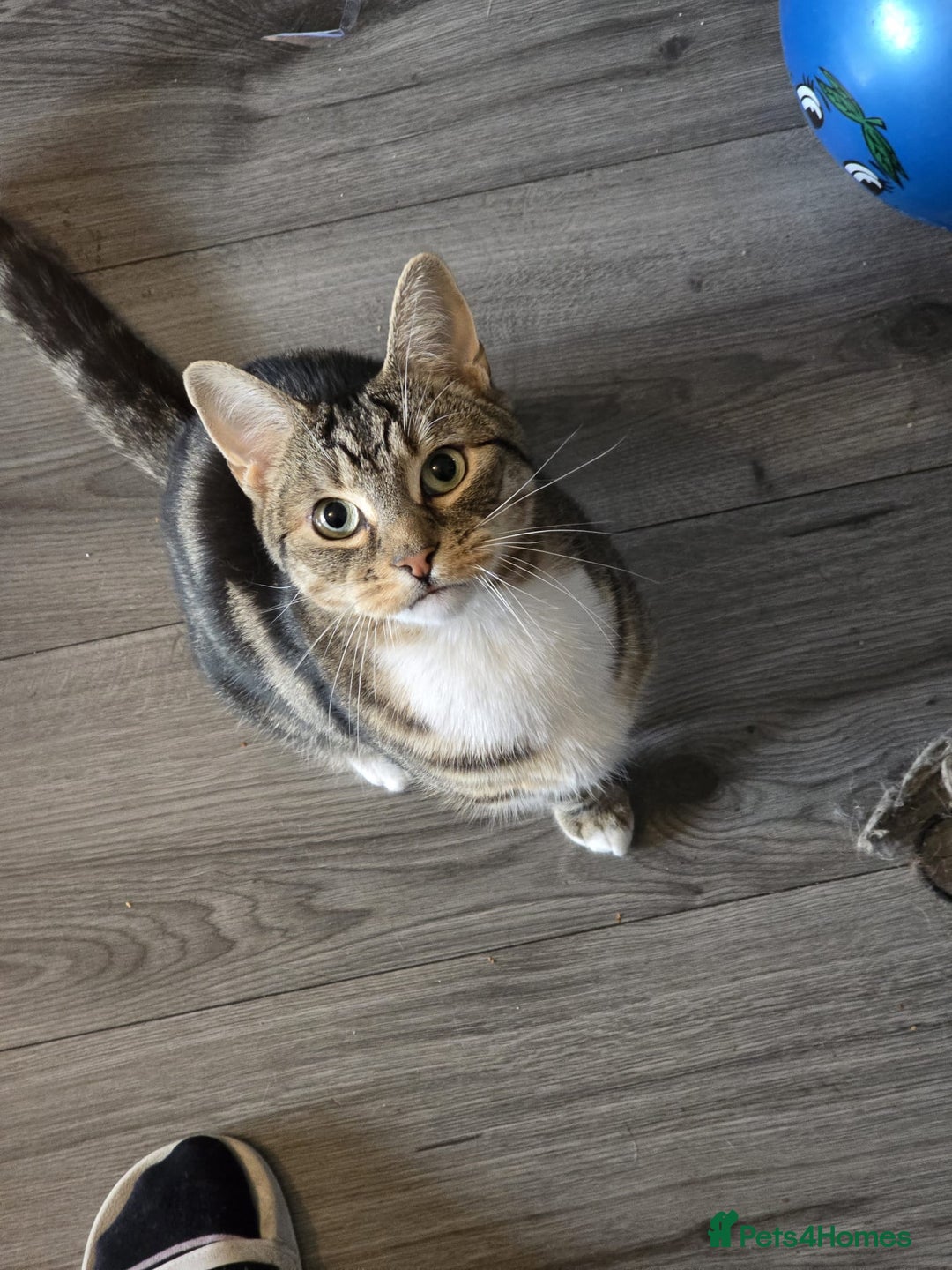 Mixed Breed cats for sale: Cat ******   - Image 1