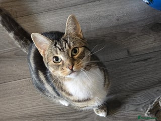 Mixed Breed cats - Advert 27