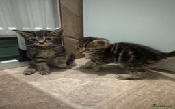 Mixed Breed cats for sale: 4 beautiful kittens left  - Image 11