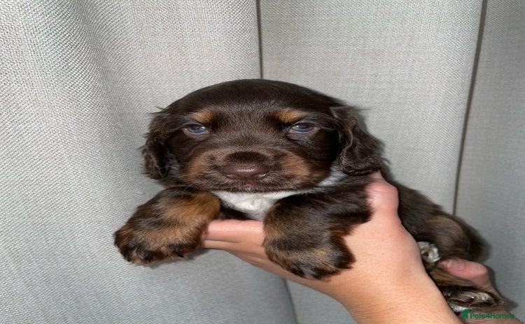 Cocker Spaniel dogs - Advert 16