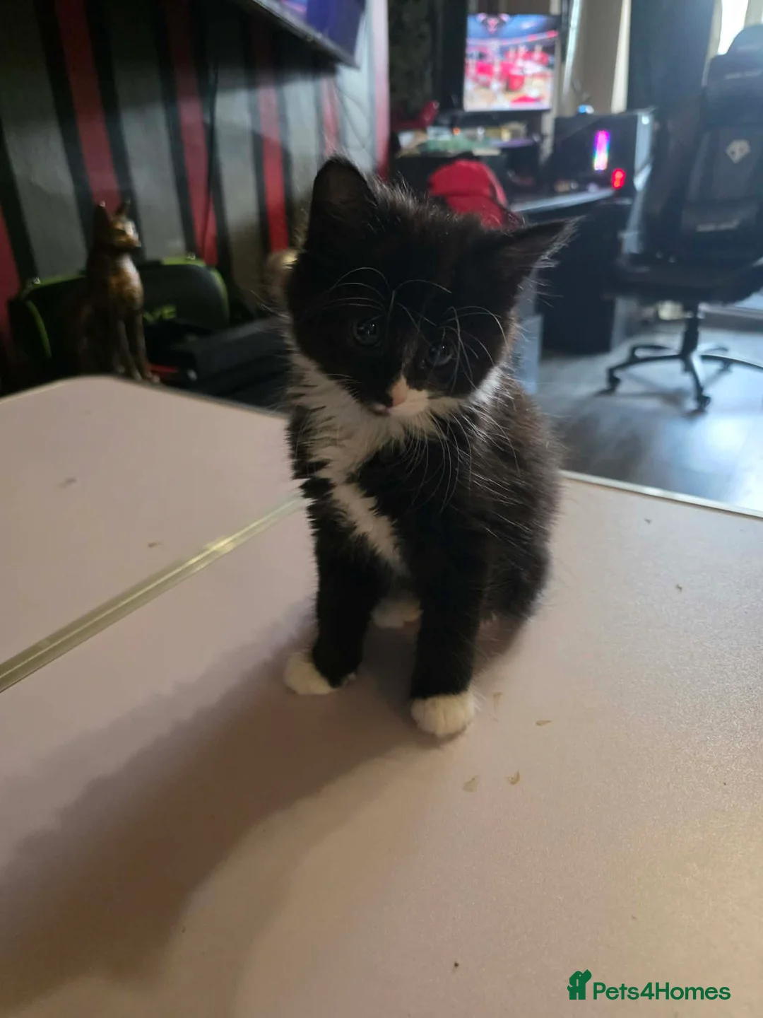 Mixed Breed cats for sale: tuxedo kittens - Advert 2