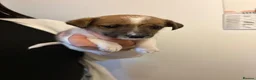 Jack Russell dogs for sale: Beautiful bob tail jack Russle puppies - Advert 5