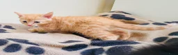 Mixed Breed cats for sale: Super friendly kittens used to dogs and children  - Advert 4