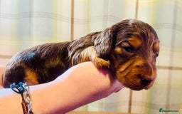 Miniature Dachshund dogs for sale: Gorgeous Long Haired KC Miniature Dachshunds - Image 13