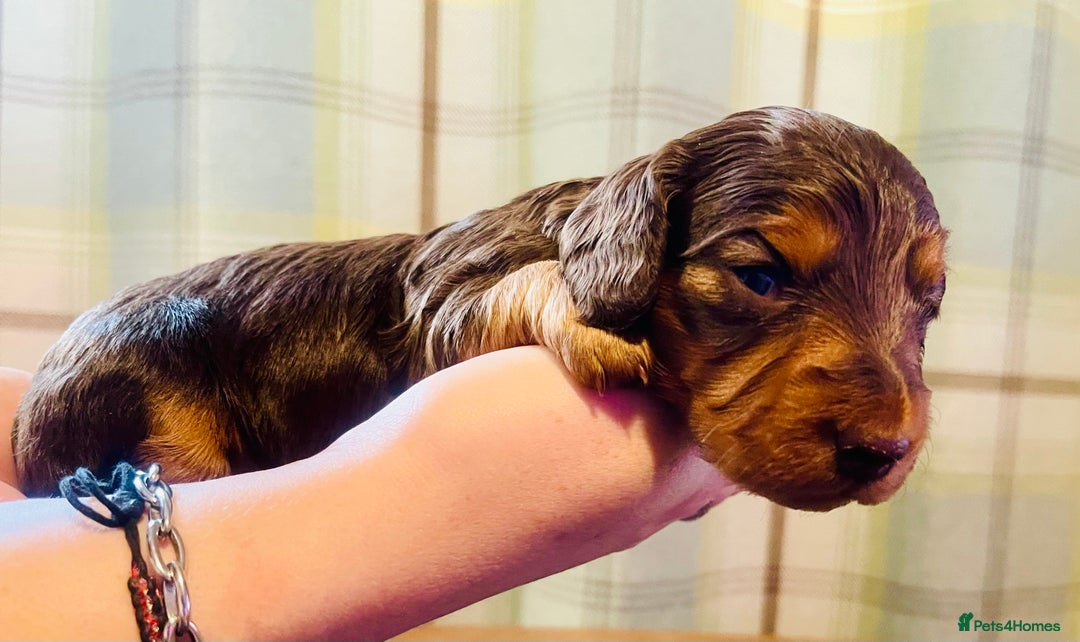 Miniature Dachshund dogs for sale: Gorgeous Long Haired KC Miniature Dachshunds - Image 13