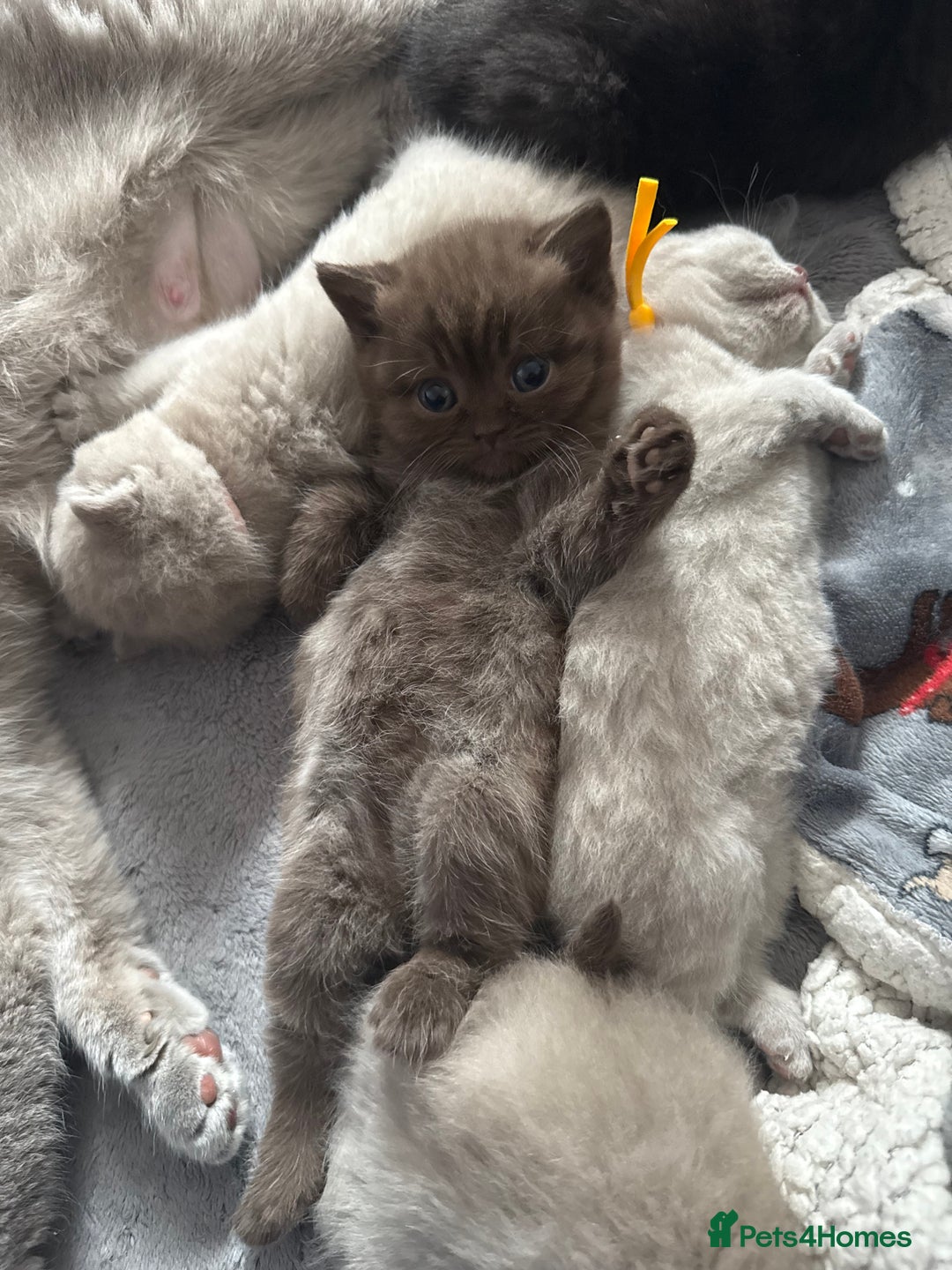 British Shorthair cats for sale: Champion Line British Shorthair Kittens - Image 29