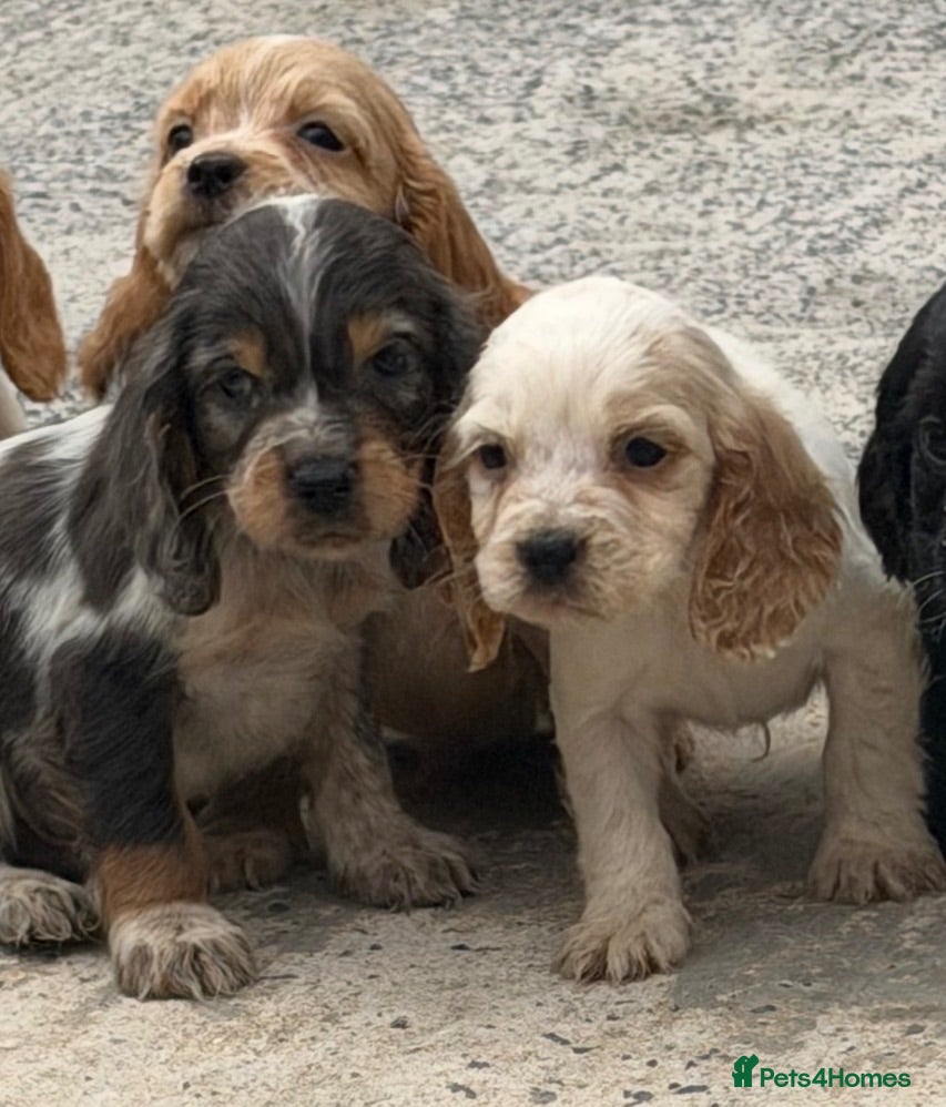 Cocker Spaniel dogs Cocker spaniel puppies  - Advert 12