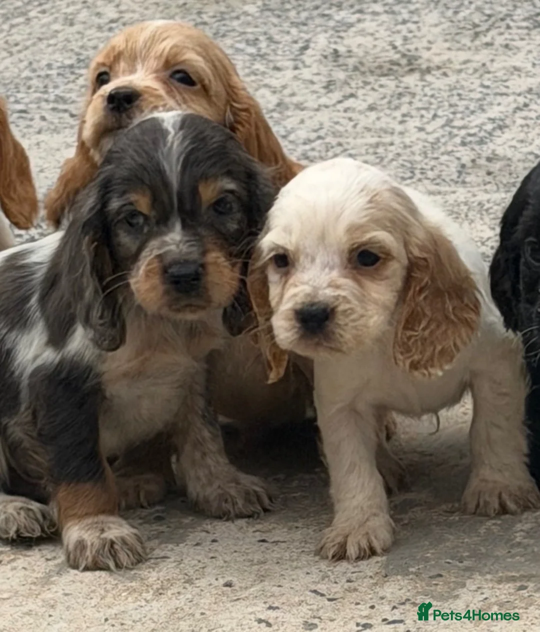 Cocker Spaniel dogs for sale: Cocker spaniel puppies  in Llanelli - Advert 1