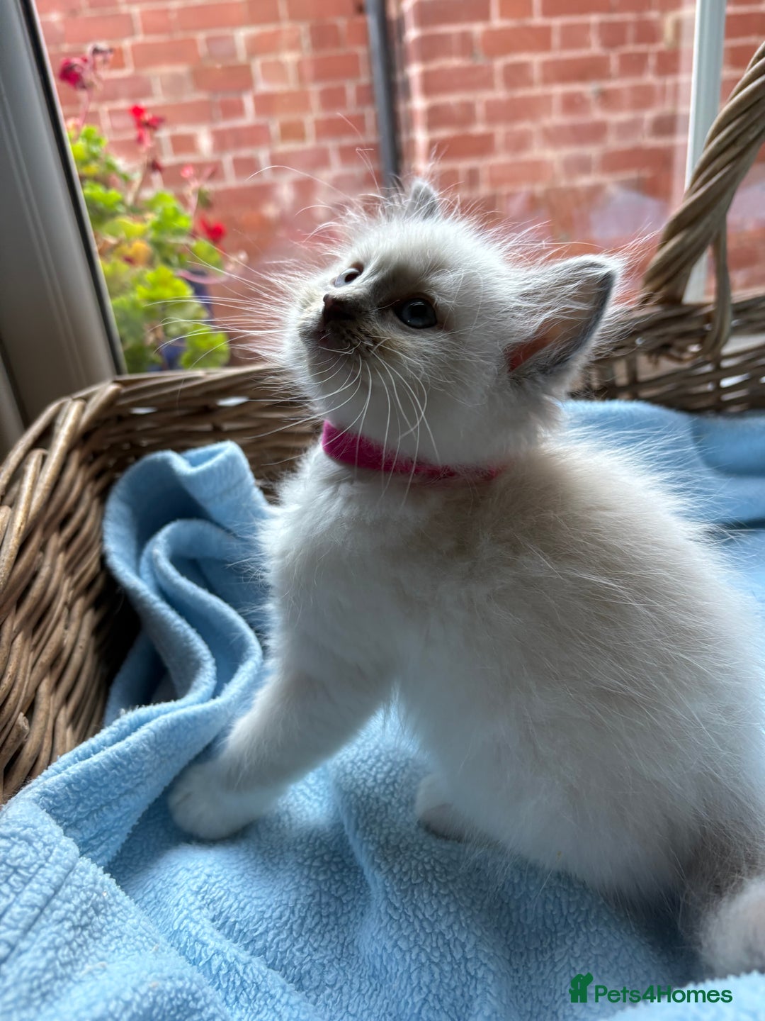 Ragdoll cats for sale: One gorgeous boy,  Luxury pedigree. - Image 17