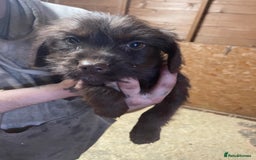 Jackapoo dogs for sale: Beautiful jackapoo - Image 6