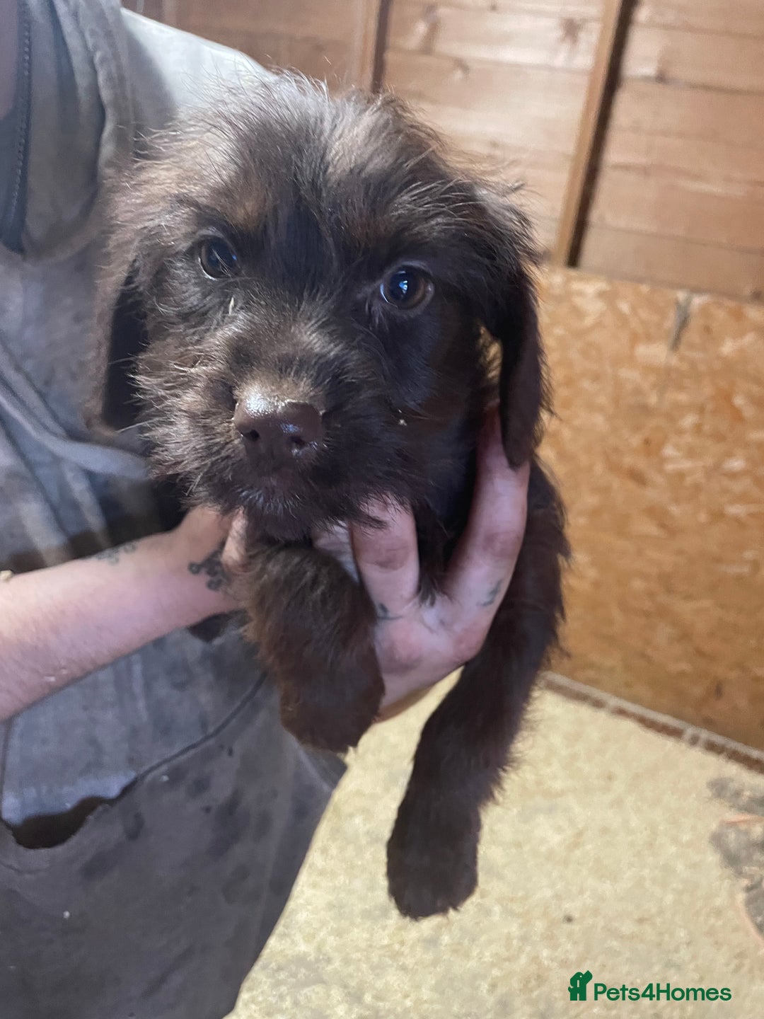 Jackapoo dogs for sale: Beautiful jackapoo - Image 6