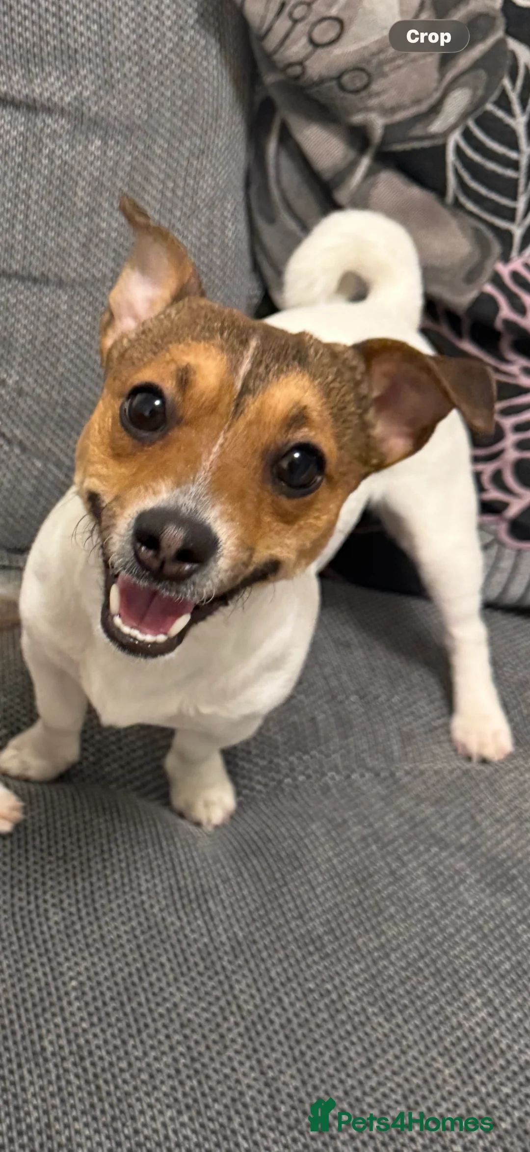 Jack Russell dogs for stud: Jack Russell stud  - Advert 4