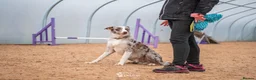Border Collie dogs for sale: Health Tested parents, KC Reg, BAER tested pups - Advert 6