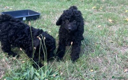 Cockapoo dogs for sale: Cockapoo Puppies - Advert 11