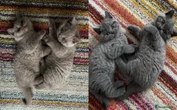 British Shorthair cats for sale: 4 Gorgeous chunky British shorthair kittens  - Image 1