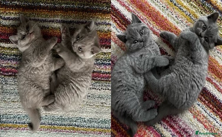 British Shorthair cats - Advert 16