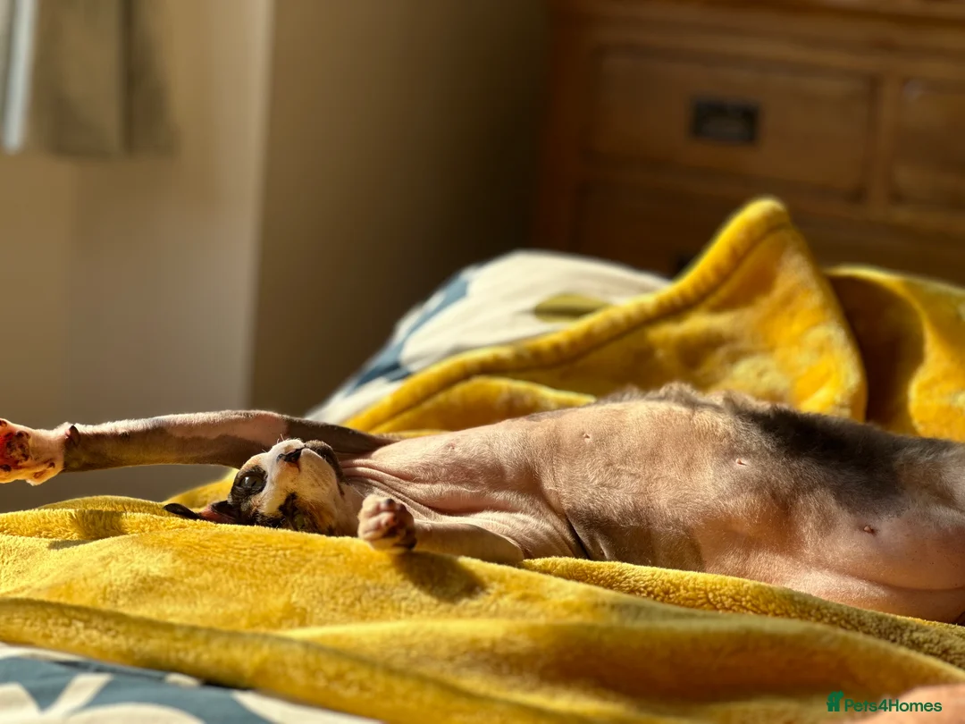 Sphynx cats for sale: Fuzzy Female Sphynx  - Advert 2