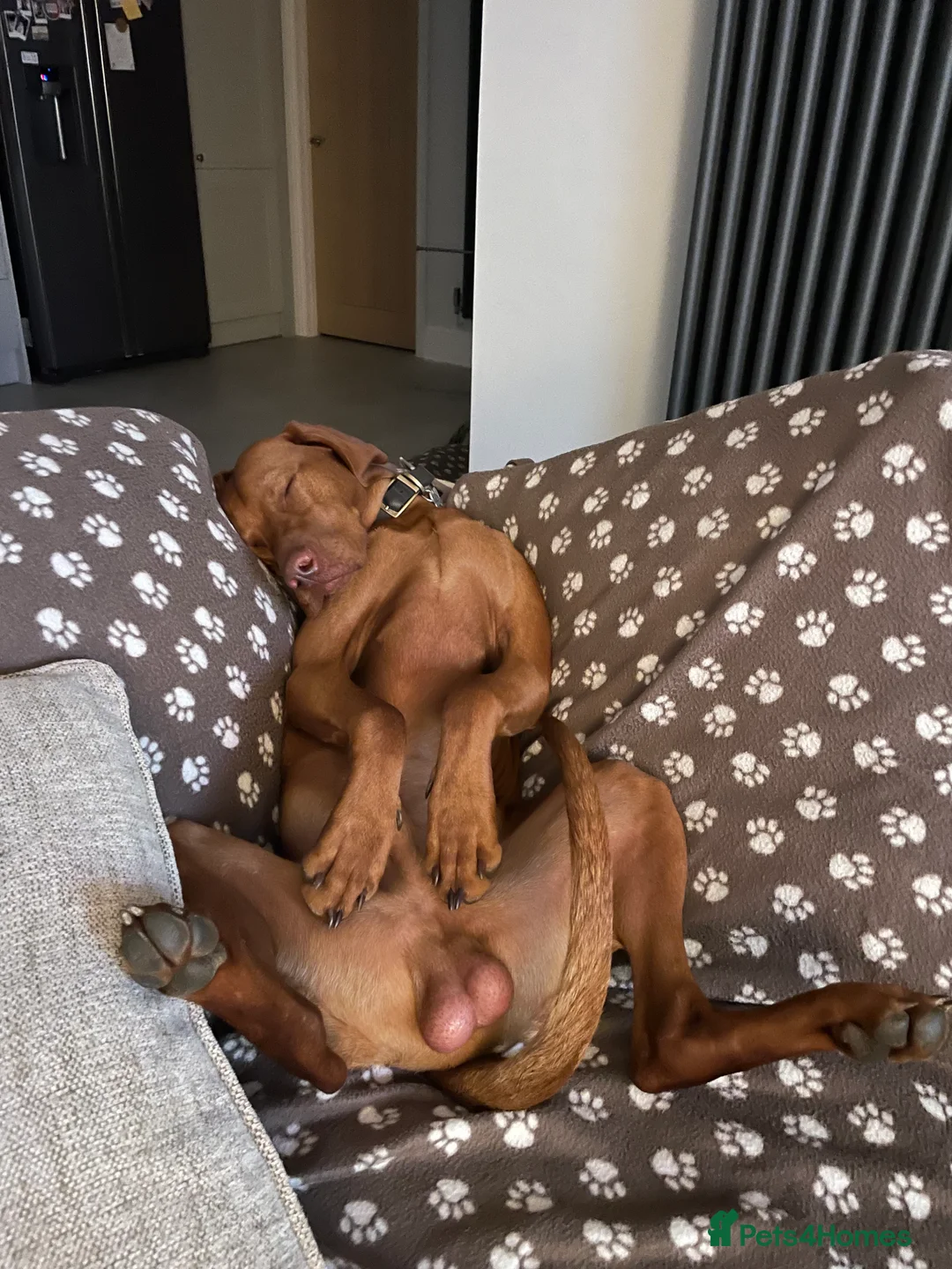 Hungarian Vizsla dogs for stud: KC Hungarian Vizsla  - Advert 5