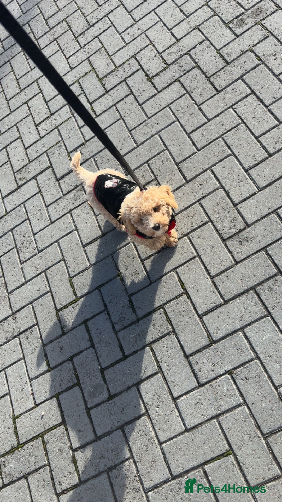 Toy Poodle dogs for sale: Last Toy Poodle Girl Waiting for her Forever Home - Image 3
