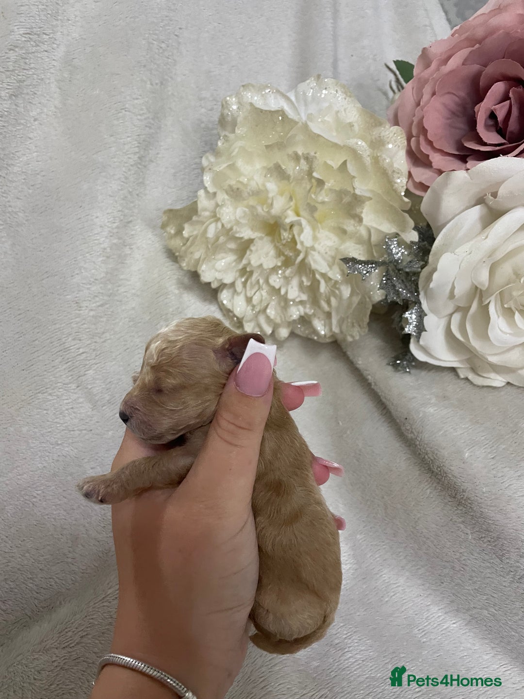 Toy Poodle dogs for sale: Stunning toy poodles  - Image 5