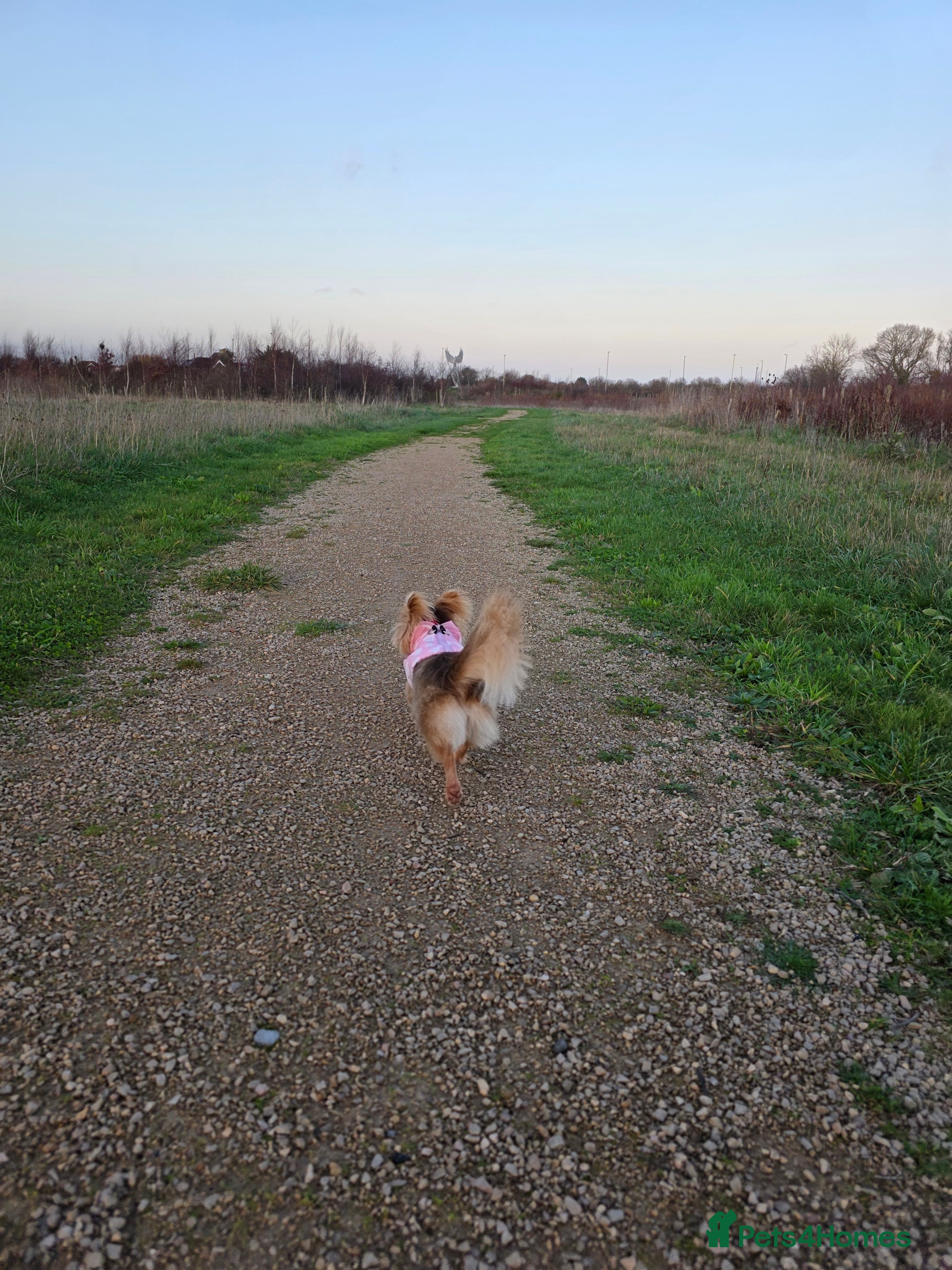 Pomchi dogs Beautiful female Pomchi  - Advert 1