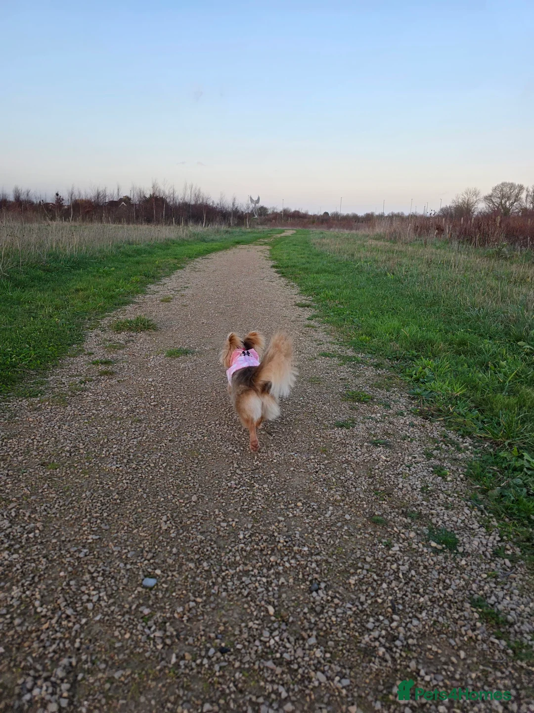 Pomchi dogs for sale: Beautiful female Pomchi  - Advert 1