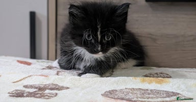 Maine Coon cats - Advert 15