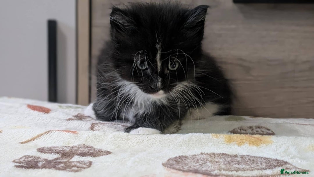 Maine Coon cats for sale: Maine Coon - Image 3