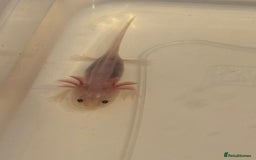 Axolotl reptiles for sale: Axolotl - Image 2