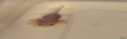 Axolotl reptiles for sale: Axolotl - Advert 2
