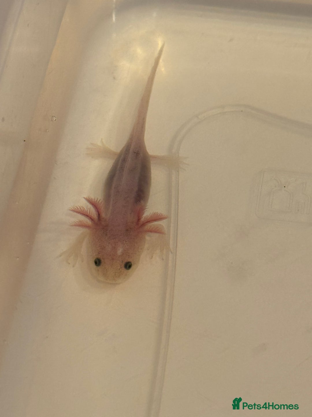 Axolotl reptiles for sale: Axolotl - Image 2