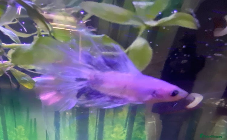Bettas fish - Advert 1