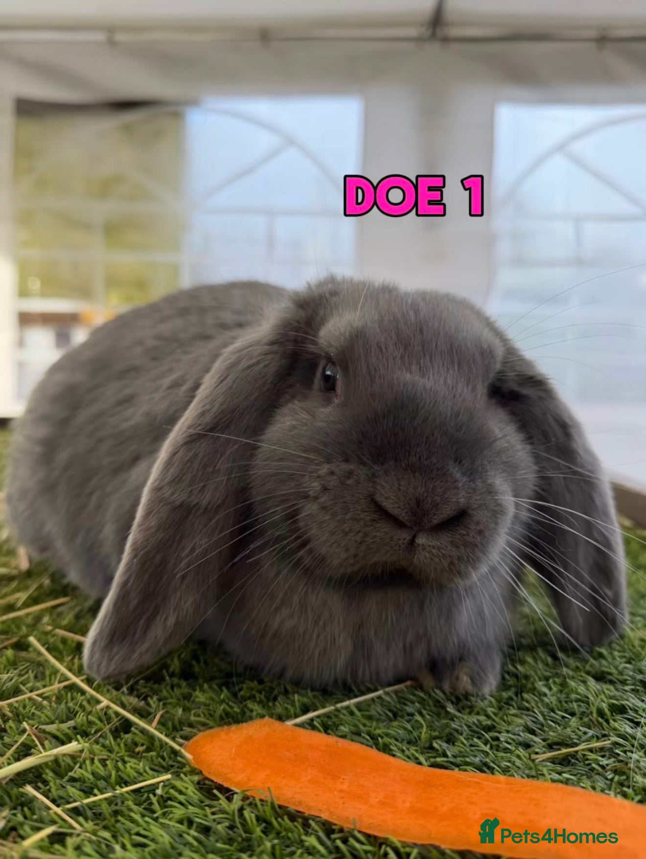 French Lop rabbits Gorgeous French Lop Does!🐰🩷 - Advert 1
