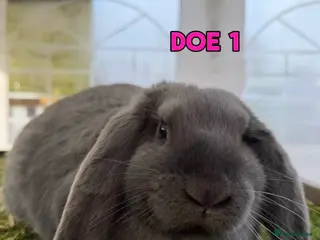 French Lop rabbits Gorgeous French Lop Does!🐰🩷 - Advert 1
