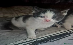 Mixed Breed cats for sale: Playful kittens🥰 - Advert 9