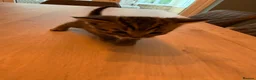 Mixed Breed cats for sale: Domestic shorthair (Tabby) Kittens  in Wisbech - Advert 16