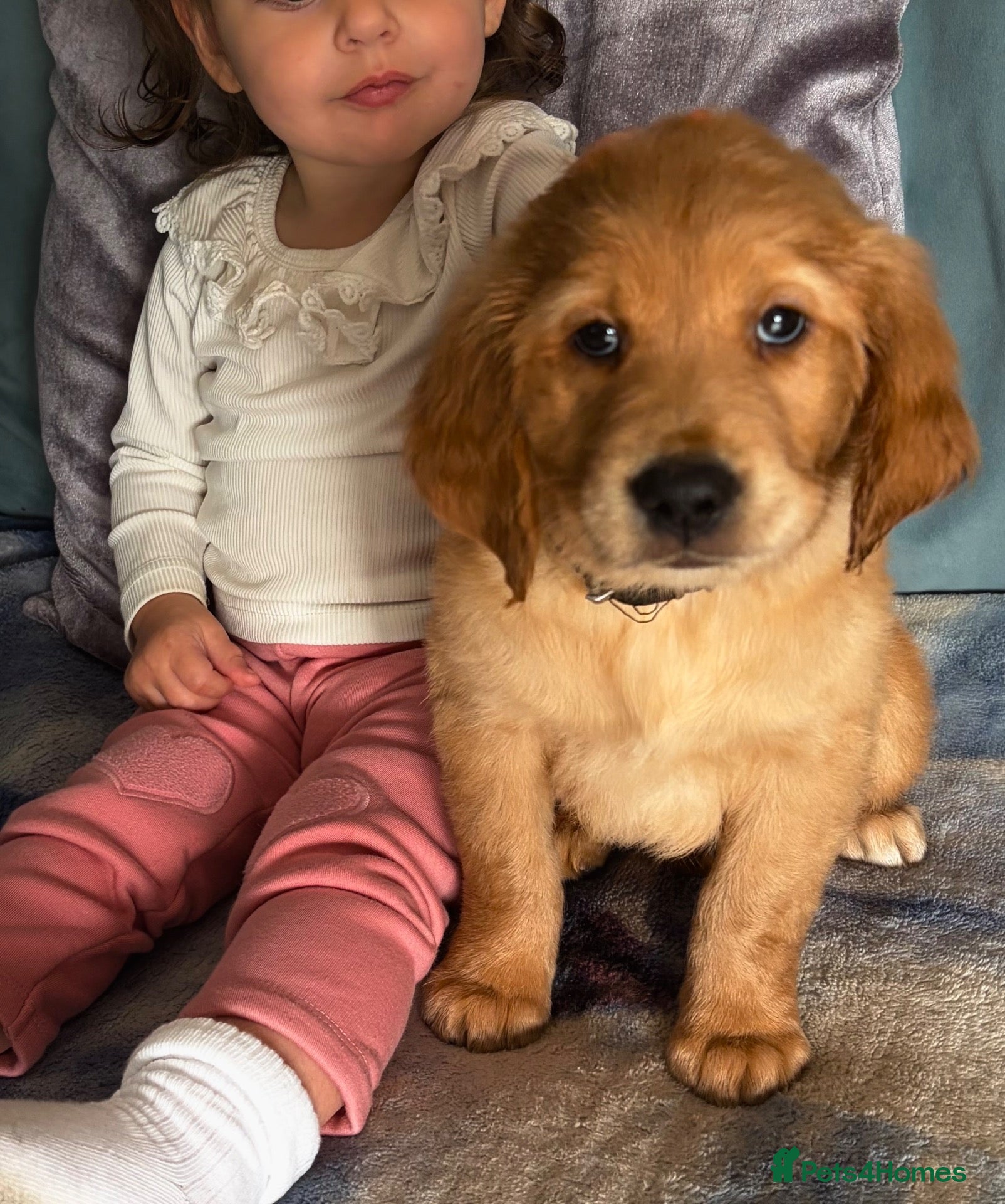 Golden Retriever dogs Gorgeous red golden retriever puppies  - Advert 2