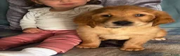 Golden Retriever dogs for sale: Gorgeous red golden retriever puppies  - Advert 1