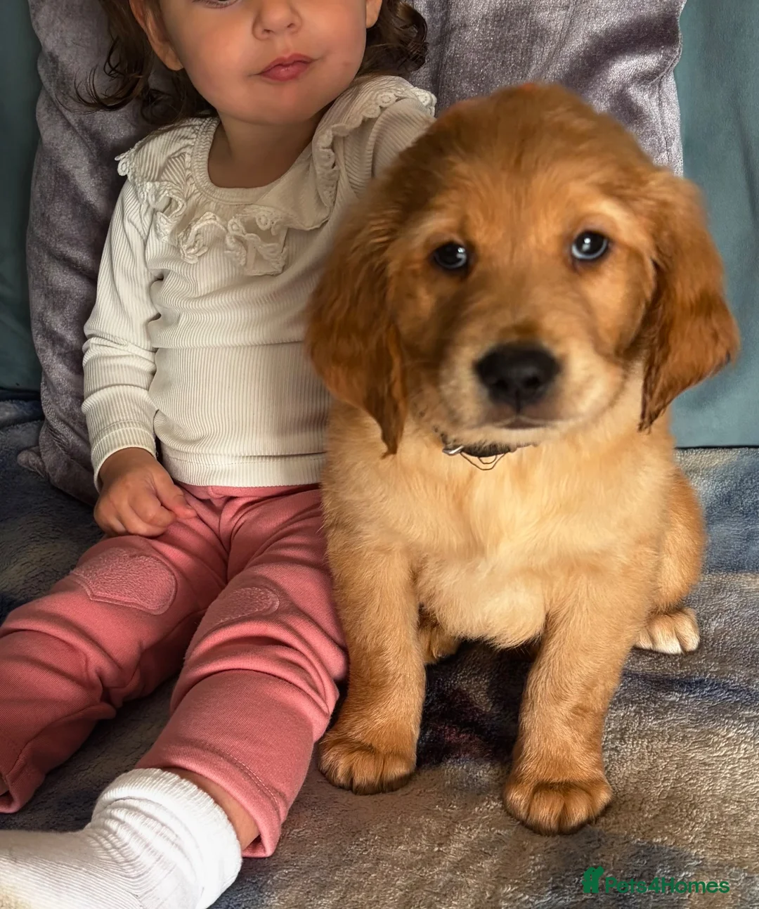 Golden Retriever dogs for sale: Gorgeous red golden retriever puppies  - Advert 1