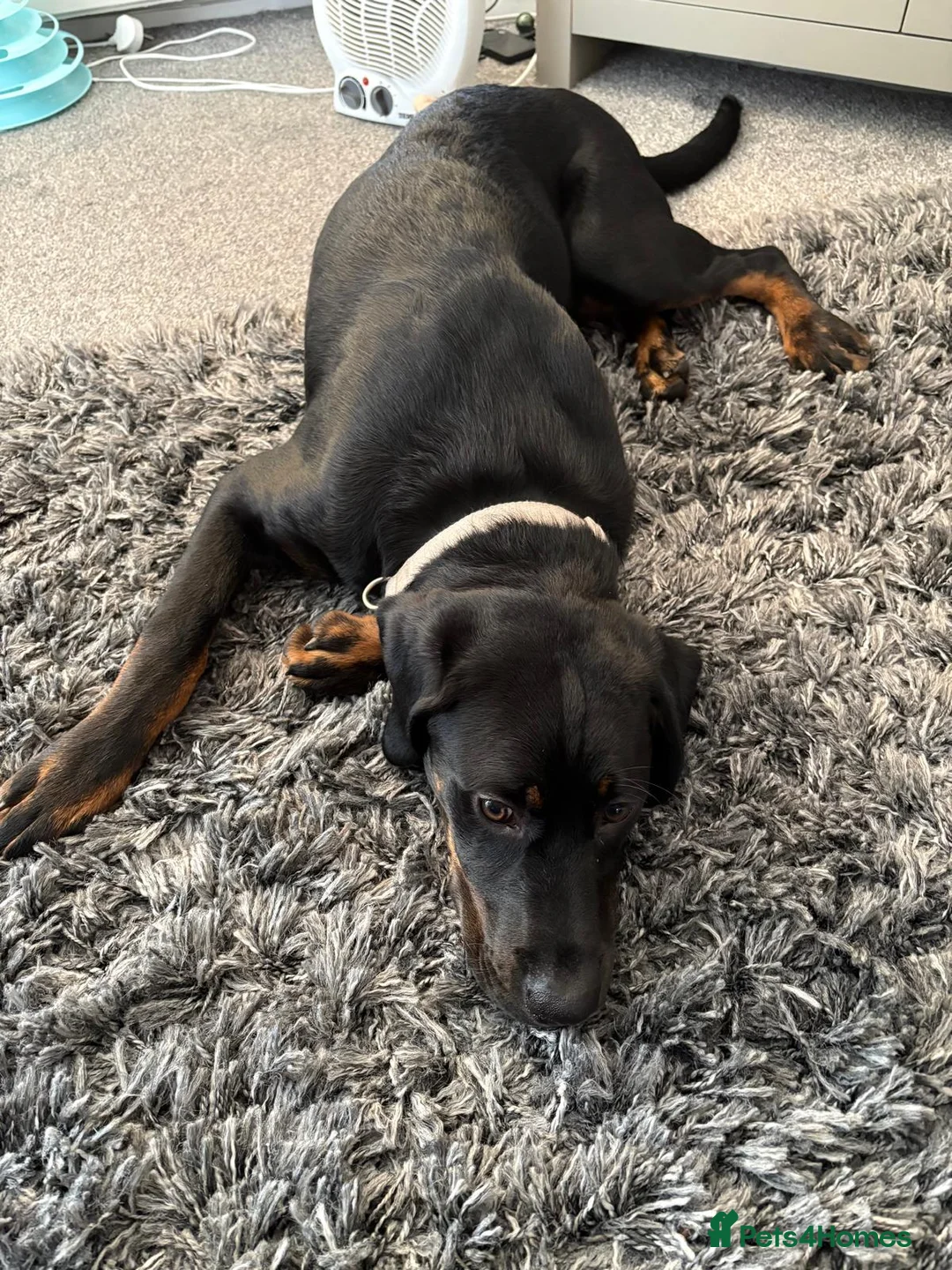Mixed Breed dogs for sale: 7-Month-Old Rottweiler Lab – Loving Home Needed 💔 - Advert 3