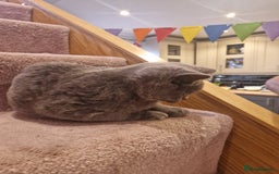 British Shorthair cats for sale: One kitten left British Blue Boy - Image 15