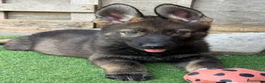 German Shepherd GREEN collar boy