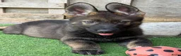 German Shepherd dogs for sale: Exceptional KC Reg Czech Working Line GSD Puppies - Advert 5