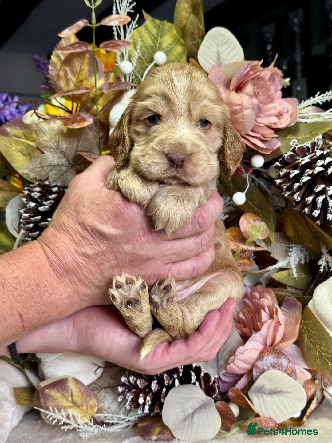 Cocker Spaniel dogs for sale: 6 show type kc reg cocker spaniels puppies - Advert 7