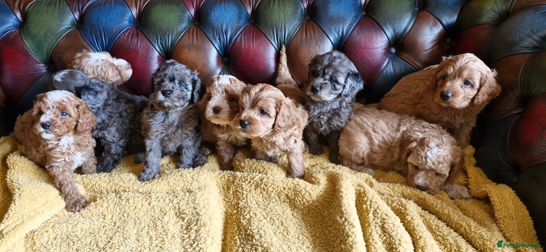 Cavapoo dogs for sale: Gorgeous f1b Cavapoo puppys.Health tested parents  - Image 36