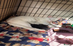 British Shorthair cats for sale: Female totoishell  - Image 2